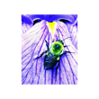 Bombo bumblebee ess 30ml