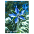 Borage ess 7,4ml calf