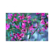 Boronia essenza 15ml