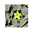 Buffalo gourd 10ml