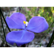 Bush iris essenza 15ml