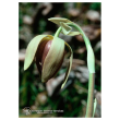 California pitcher 7,4ml calf