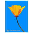 California poppy 7,4ml calf