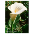 Calla lily ess 7,4ml calf