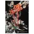 Canyon dudleya ess 7,4ml calf