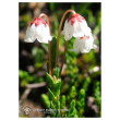 Cassiope 7,4ml cal