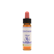 Centaury essenza 10ml