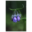 Chiming bells ess 7,4ml alsk