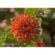 Chrysanthemum ess 7,4ml calf