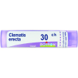 Clematis erecta 30ch 80gr 4g