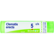 Clematis erecta 5ch 80gr 4g