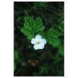Cloudberry ess 7,4ml