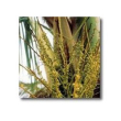 Coconut palm 15ml korte