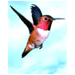 Colibri hummingbird ess 30ml