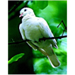 Colomba dove ess 30ml