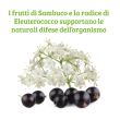 Colours of life sambuco formula compresse 30 g