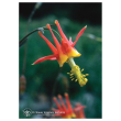 Columbine ess 7,4ml