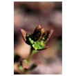 Comandra ess 7,4ml alsk