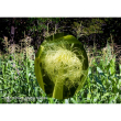 Corn ess 7,4ml calf