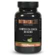 Corteccia liscia olmo botanica