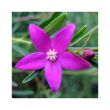 Crowea essenza 15ml
