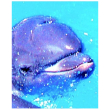 Cucciolo delfino 30ml