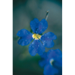 Dampiera ess 15ml aust