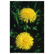 Dandelion 7,4ml alaska
