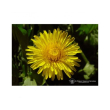 Dandelion ess 7,4ml calf