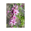 Dog rose of the wi essenza15ml