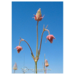 Down avens ess 7,4ml