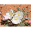 Dune primerose ess 7,4ml