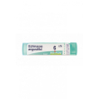 Echinacea angust 6ch gr