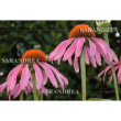 Echinacea purp 60ml gocce