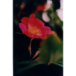 Ecstasy essenza 15ml
