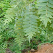 Eie boswellia 60ml