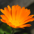 Eie calendula 30ml gocce