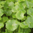 Eie centella 60ml