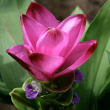 Eie curcuma 60ml