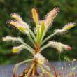 Eie drosera 30ml gocce