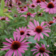 Eie echinacea 60ml gocce