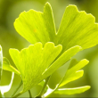 Eie ginkgo 60ml gocce