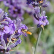 Adamah eie lavanda gocce 30ml