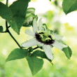 Eie passiflora 60ml gocce