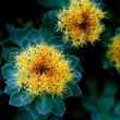 Eie rhodiola 30ml gocce