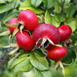 Eie rosa canina 30ml gocce