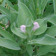 Eie salvia 30ml gocce