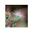 Fairy duster 10ml