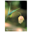 Fairy lantern ess 7,4ml calf