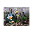 Fawn lily ess 7,4ml calf